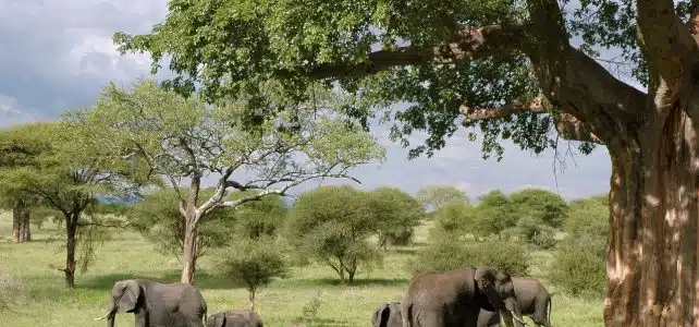 Quelle est la meilleure période pour faire un safari ?